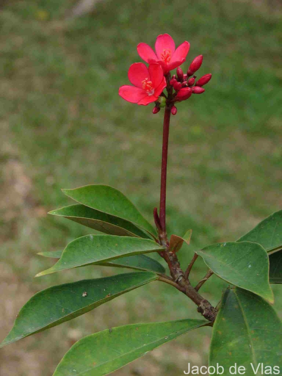 Jatropha integerrima Jacq.